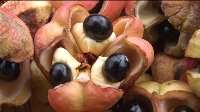 Ackee fruit in Jamaica