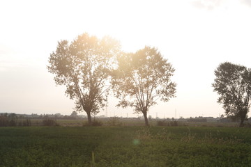 Fototapeta premium Luce tra gli alberi