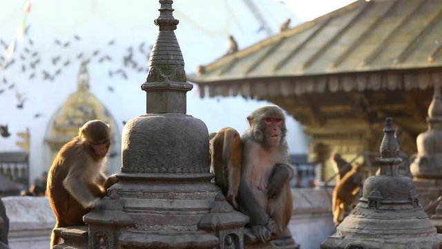 Monkey in Buddhist Temple in Kathmandu