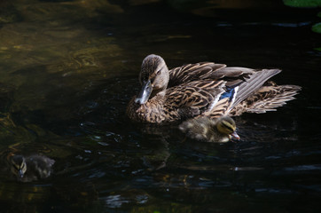 Ducks at Hawaii