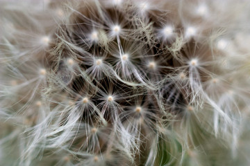 dandelion stem
