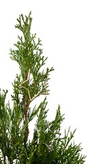 Christmas tree with decoration against white background