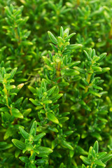 Thymian Nahaufnahme