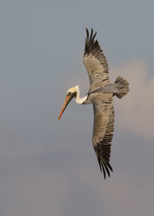 Brown Pelican preparing to dive for a fish - St. Petersburg, Florida