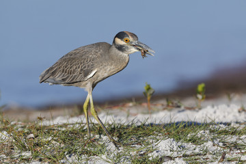 Yellow-crowned Night Heron eating a crab on a Florida beach