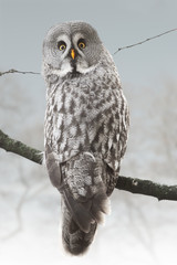 Owl in snowy forest. Winter.
Great Grey Owl is the largest of all owls. Strix nebulosa.