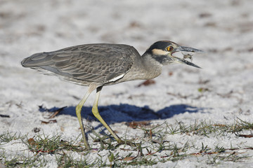 Yellow-crowned Night Heron eating a crab on a Florida beach