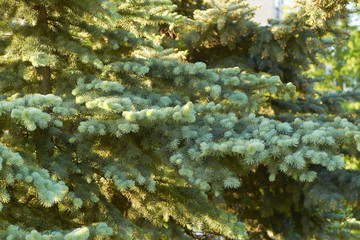 Sunny coniferous forest.
Closeup of blue spruce branches.