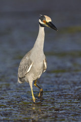 Yellow-crowned Night Heron hunting for crabs in a Florida lagoon