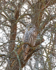  Ural owl (Strix uralensis)