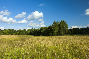 Fototapeta premium Wild grass in the meadow near the forest