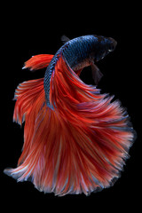 Halfmoon Betta Fish