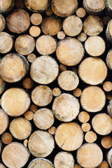 Many wood logs piled up, natural wooden texture as background 
