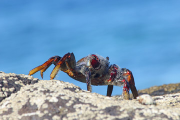 TIERE_3528_rote_Klippenkrabbe