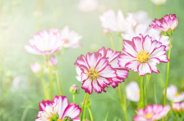 white and pink cosmos with beautiful light