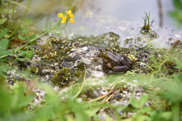 Frosch am See