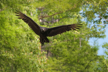 Fliegender Rabengeier in den Sümpfen von Louisiana
