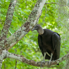Rabengeier sitzt im Baum in den Sümpfen von Louisiana
