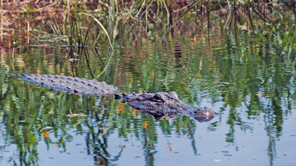Nahaufnahme eines Alligators  im Wasser