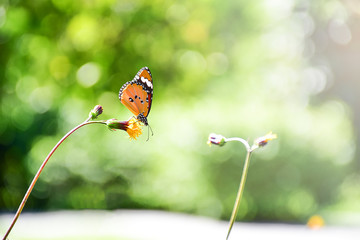butterfly eating nectar with beautiful light and bokeh