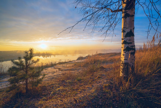 Birch and pine trees at sunset by the lake.