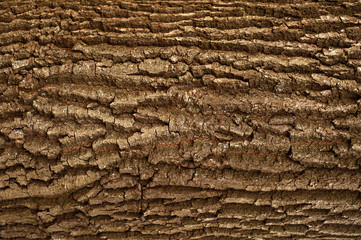 Embossed texture of the brown bark of a tree. Relief creative texture of an old oak bark.
