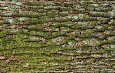 Embossed texture of the brown bark of a tree with green moss and blue lichen on it. Relief creative texture of an old oak bark.