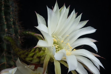 Cactus echinopsis tubiflora