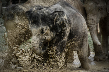 Elephant with Mud Splash