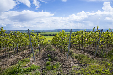 Fototapeta na wymiar vineyard in the Rheingau, the wine area at river Rhine