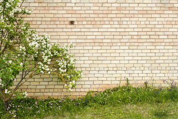 Mock orange growing by yellow brick wall