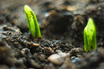 growing little green sprouts of young plants