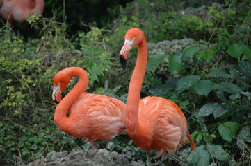 Fototapeta premium flamingos