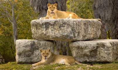 double decker lions