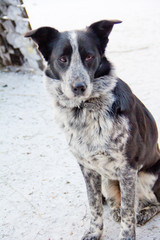 Portrait of sad dog in winter, lonely abandoned dog outside