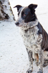 Portrait of sad dog in winter, lonely abandoned dog outside