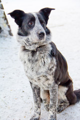 Portrait of sad dog in winter, lonely abandoned dog outside