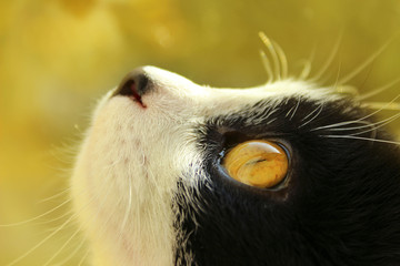 Cropped shot of a black cat. cat looking to the side. Cat Close-up, yellow blurred background.