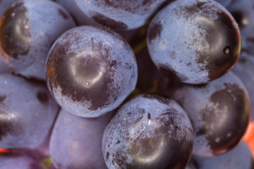 Berry blue wine grapes on a red saucer