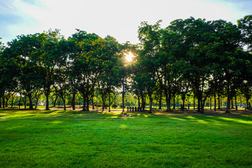 Fototapeta na wymiar Green public park with sun light and meadow