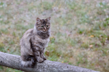 Stray female cat observing surroundings