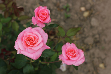 Beautiful rose bushes in the garden. Roses. Flowers.
