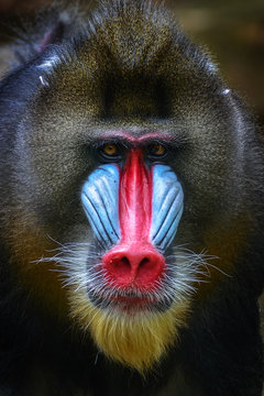 Portrait of a Mandrill, Bogor, West Java, Indonesia