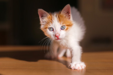 Sweet and cute cat is looking at you