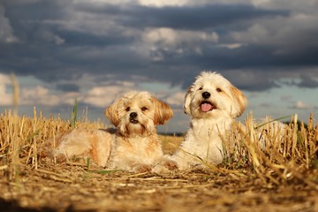 zwei kleine Hunde liegen im Stoppelfeld