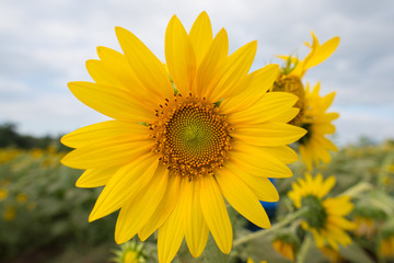Obraz premium sunflower