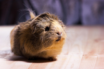 Fototapeta premium Cute guinea pig