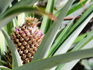 Ring of Flowers Pineapple