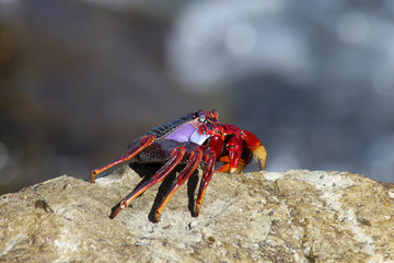 TIERE_2762_rote_Klippenkrabbe