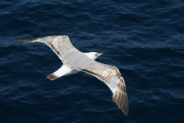 Möwe bei Thassos, Griechenland